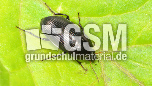 Ovaler Kanalläufer_1.jpg